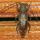 Zamium bimaculatum